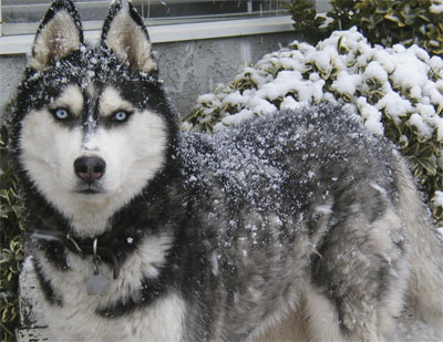 Snow Dog